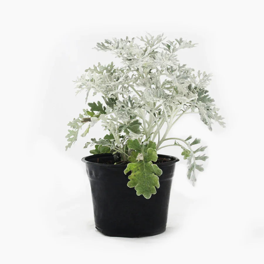 CINERARIA GRIS (DUSTY MILLER) - Vivero Yañez 