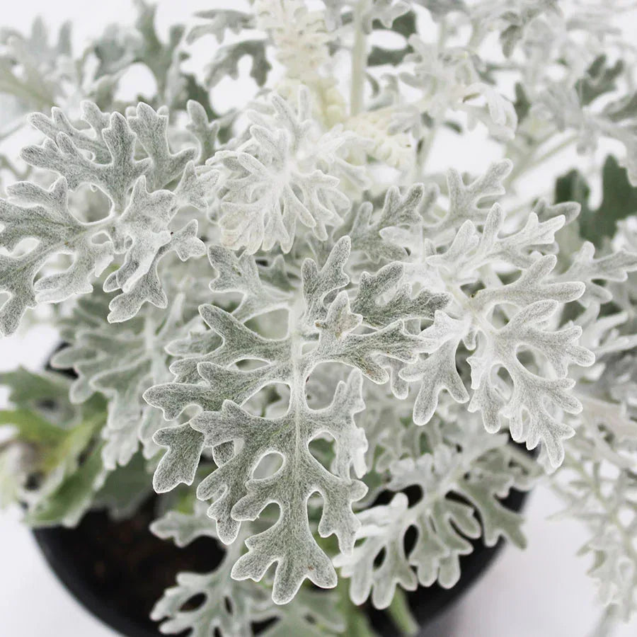 CINERARIA GRIS (DUSTY MILLER) - Vivero Yañez 