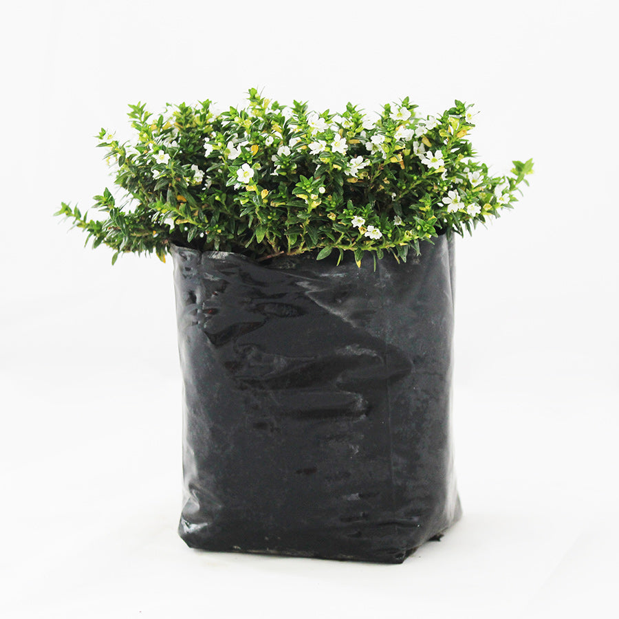 TRUENO DE VENUS ENANO