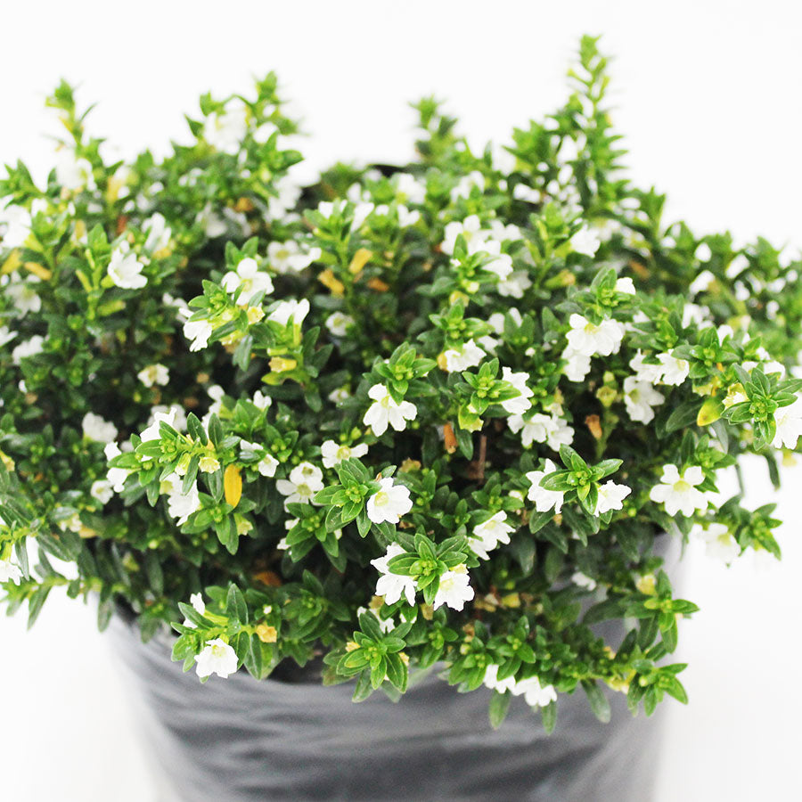 TRUENO DE VENUS ENANO